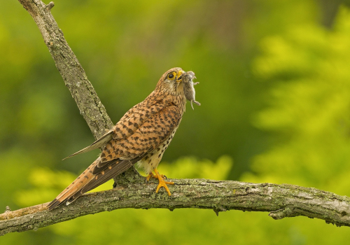 Poštolka obecná  (Falco tinnunculus)  A42I1571ok