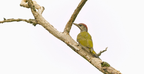 Žluna zelená  (Picus viridis)  A42I1610ok