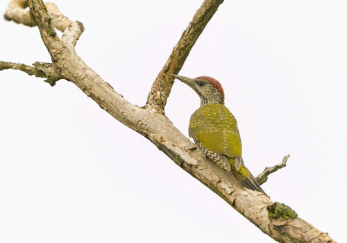 Žluna zelená  (Picus viridis)  A42I1610ok