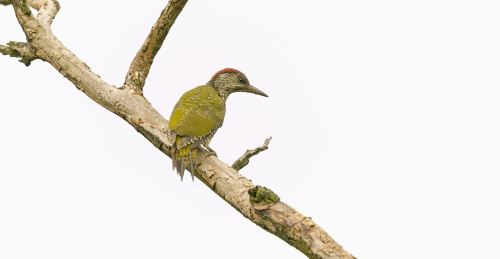 Žluna zelená  (Picus viridis)  A42I1626ok