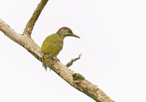 Žluna zelená  (Picus viridis)  A42I1626ok