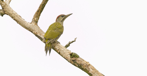 Žluna zelená  (Picus viridis)  A42I1641ok