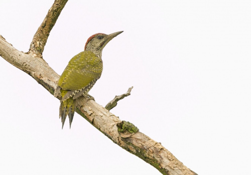 Žluna zelená  (Picus viridis)  A42I1641ok