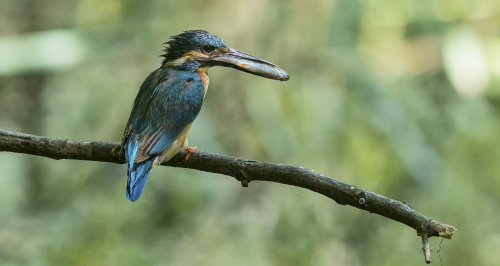 Ledňáček říční (Alcedo atthis)A42I1652ok