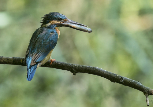 Ledňáček říční (Alcedo atthis)A42I1652ok