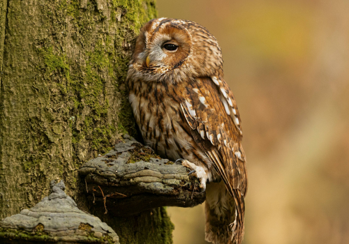 Výreček malý  (Otus scops)  A42I1669ok