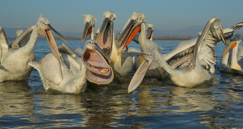 Pelikán kadeřavý  (Pelecanus crispus)  A42I1674ok