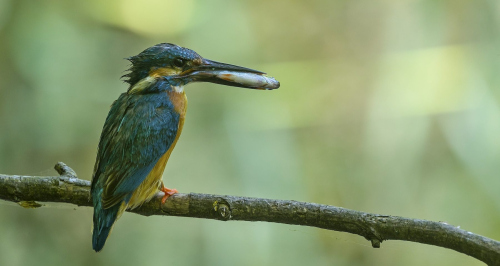 Ledňáček říční (Alcedo atthis)A42I1692ok