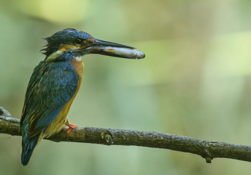 Ledňáček říční (Alcedo atthis)A42I1692ok