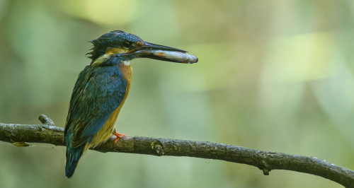 Ledňáček říční (Alcedo atthis)  A42I1692ok