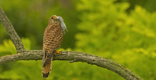 Poštolka obecná  (Falco tinnunculus)  A42I1694ok