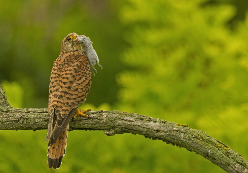 Poštolka obecná  (Falco tinnunculus)  A42I1694ok