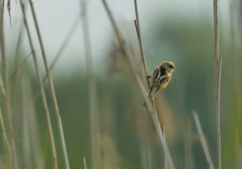 Sýkořice vousatá  (Panurus biarmicus)  A42I1779ok