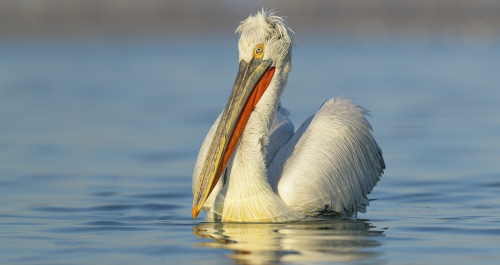 Pelikán kadeřavý  (Pelecanus crispus)  A42I1790ok