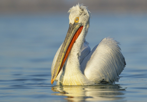 Pelikán kadeřavý  (Pelecanus crispus)  A42I1790ok