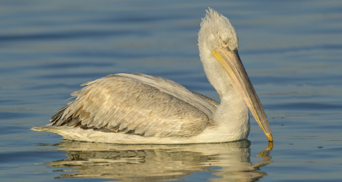 Pelikán kadeřavý  (Pelecanus crispus)  A42I1857ok