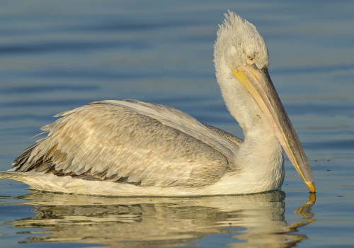 Pelikán kadeřavý  (Pelecanus crispus)  A42I1857ok