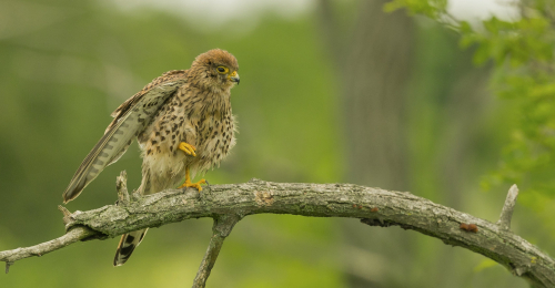 Poštolka obecná  (Falco tinnunculus)  A42I1859ok
