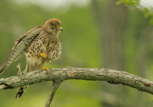 Poštolka obecná  (Falco tinnunculus)  A42I1859ok