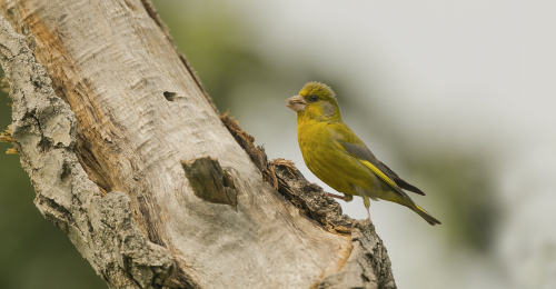 Zvonek zelený  (Chloris chloris) A42I1975ok