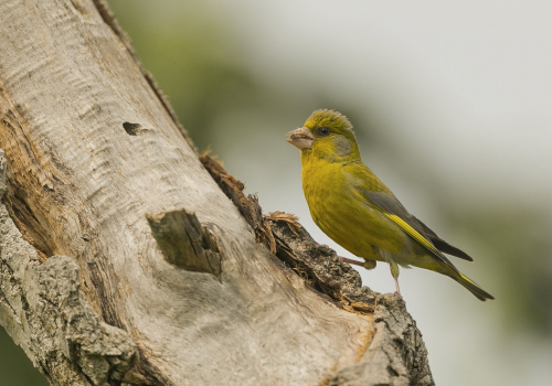 Zvonek zelený  (Chloris chloris) A42I1975ok