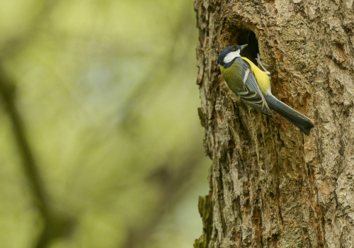 Sýkora koňadra  (Parus major)  A42I1976ok