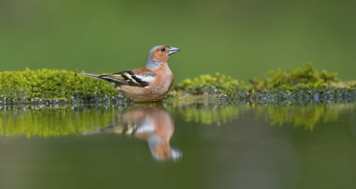 Pěnkava obecná  (Fringilla coelebs)  A42I1979ok