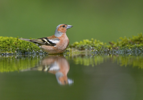 Pěnkava obecná  (Fringilla coelebs)  A42I1979ok