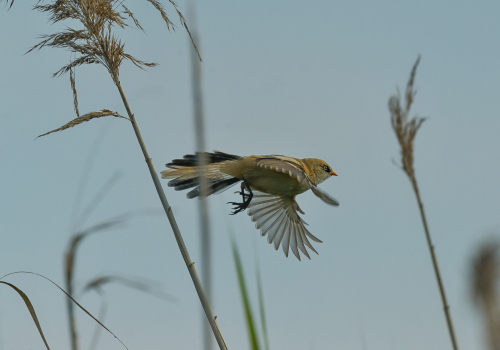 Sýkořice vousatá  (Panurus biarmicus)  A42I1989ok