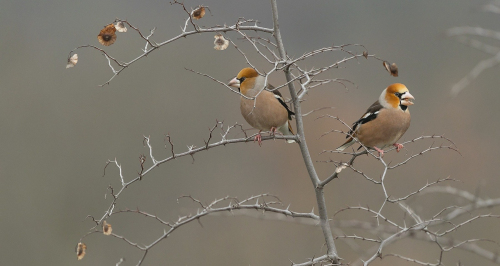 Dlask tlustozobý  (Coccothraustes coccothraustes)  A42I2000ok