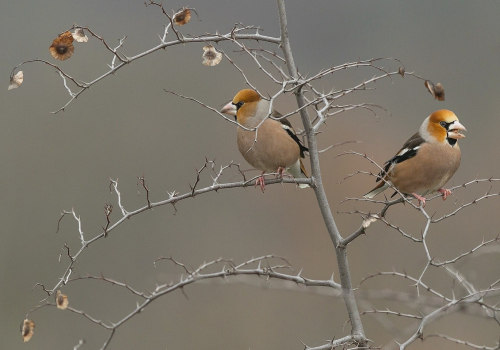 Dlask tlustozobý  (Coccothraustes coccothraustes)  A42I2000ok