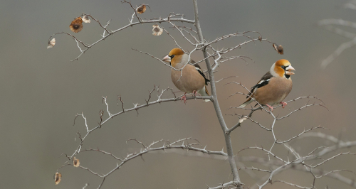 Dlask tlustozobý  (Coccothraustes coccothraustes)  A42I2000ok