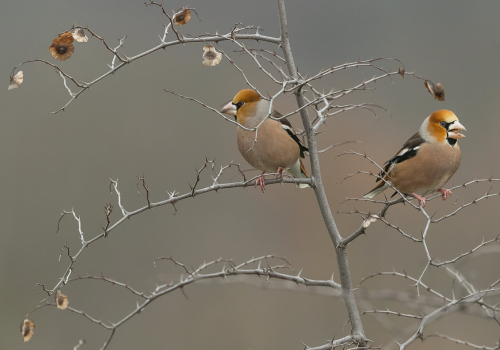 Dlask tlustozobý  (Coccothraustes coccothraustes)  A42I2000ok