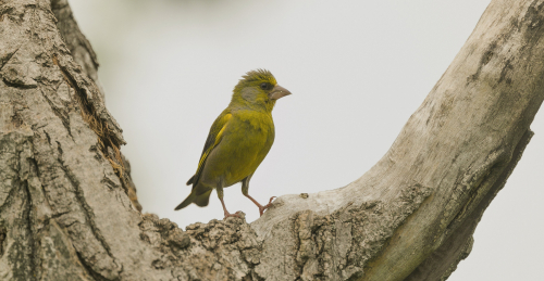 Zvonek zelený  (Chloris chloris) A42I2017ok