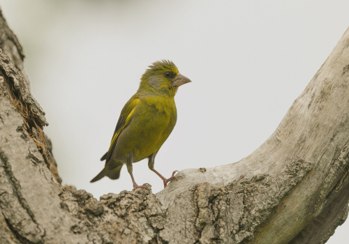 Zvonek zelený  (Chloris chloris) A42I2017ok