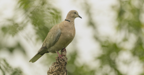 Hrdlička zahradní  (Streptopelia decaocto)  A42I2022ok