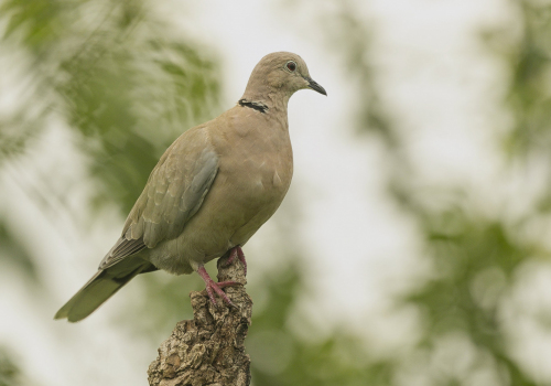 Hrdlička zahradní  (Streptopelia decaocto)  A42I2022ok