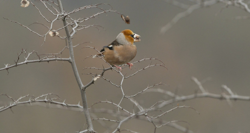 Dlask tlustozobý  (Coccothraustes coccothraustes)  A42I2038ok
