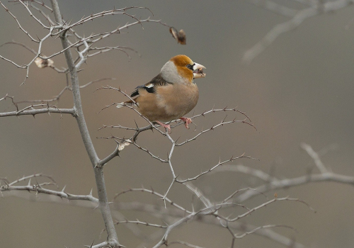 Dlask tlustozobý  (Coccothraustes coccothraustes)  A42I2038ok