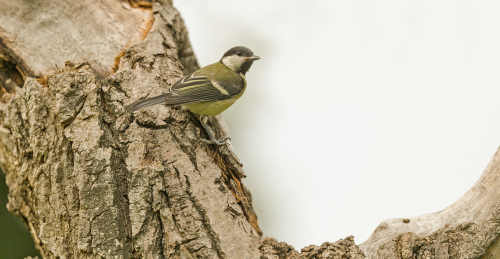 Sýkora koňadra  (Parus major)  A42I2045ok