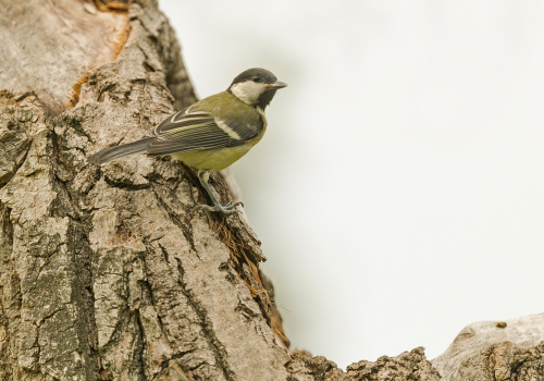 Sýkora koňadra  (Parus major)  A42I2045ok
