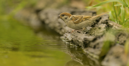 Vrabec polní  (Passer montanus)  A42I2048ok