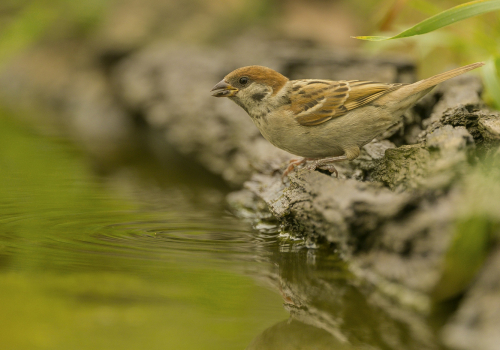 Vrabec polní  (Passer montanus)  A42I2048ok