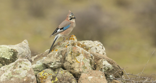 Sojka obecná  (Garrulus glandarius)  A42I2082ok