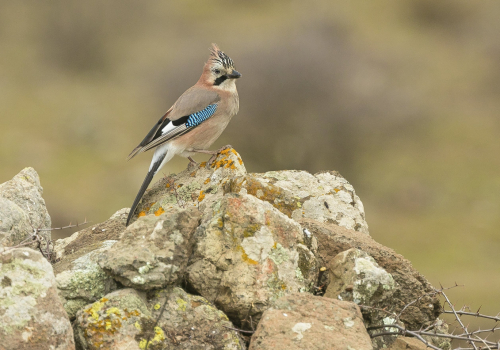 Sojka obecná  (Garrulus glandarius)  A42I2082ok