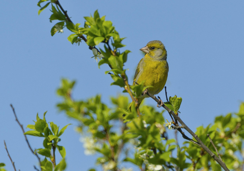 Zvonek zelený  (Chloris chloris)  A42I2186ok