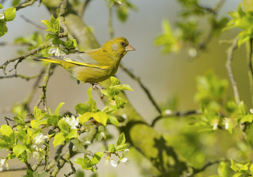 Zvonek zelený  (Chloris chloris) A42I2261ok