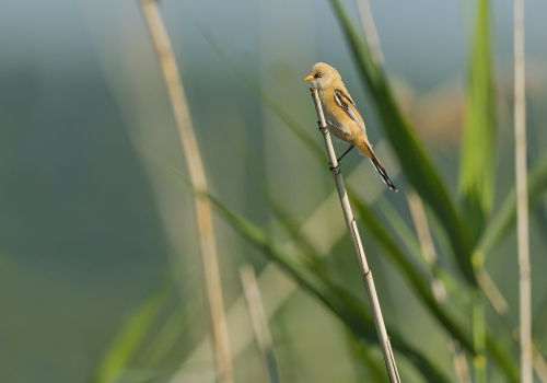 Sýkořice vousatá  (Panurus biarmicus)  A42I2375ok