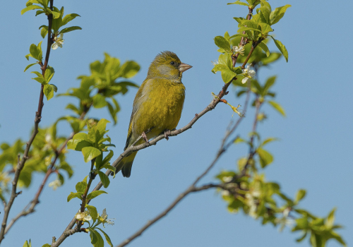 Zvonek zelený  (Chloris chloris) A42I2384ok