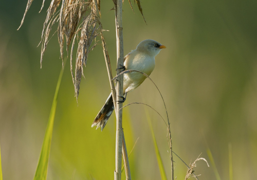 Sýkořice vousatá  (Panurus biarmicus)  A42I2397ok
